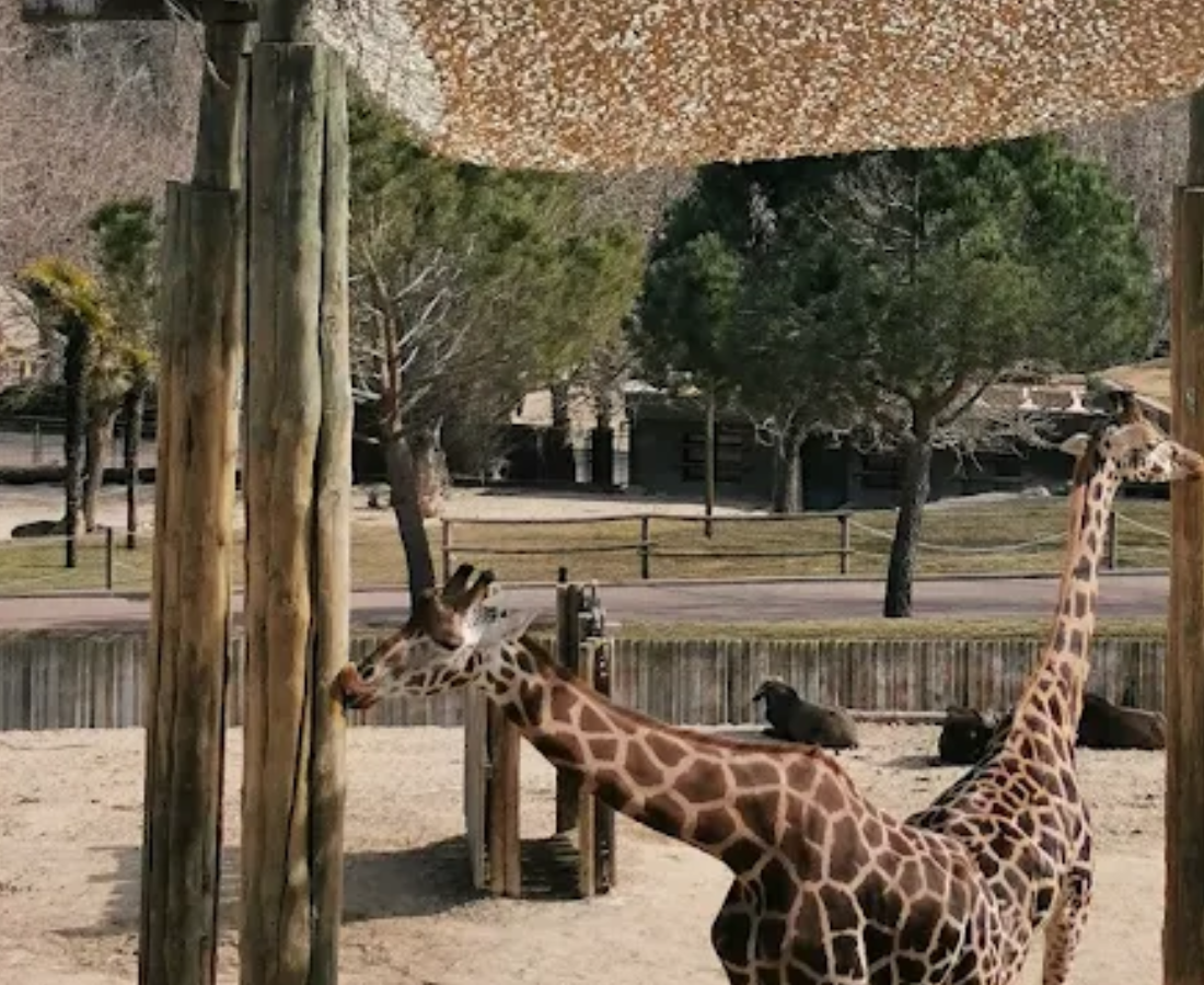 Zoo Aquarium de Madrid, Madrid